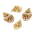 AussieSuperStore Art & Craft Essentials Craft Snail Shape Shells Craft Snail Shape Shells | Shells for Crafting 9331468051893 VJY501